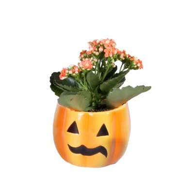 Obrázek Kalanchoe Halloween